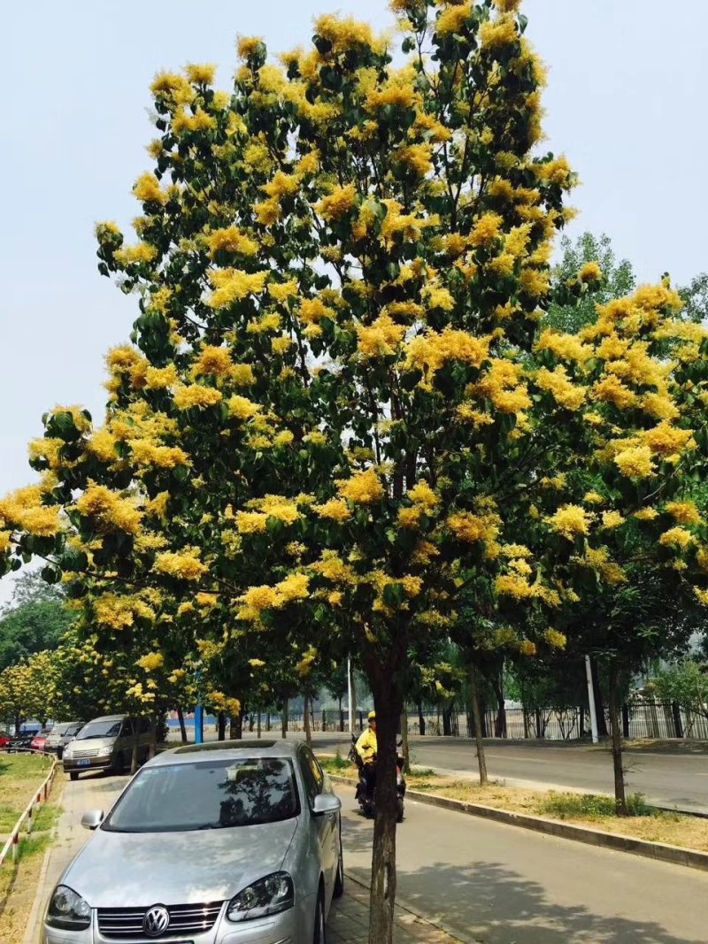 黄丁香，丁香树，金园丁香，北京丁香，潍坊，接穗嫁接条