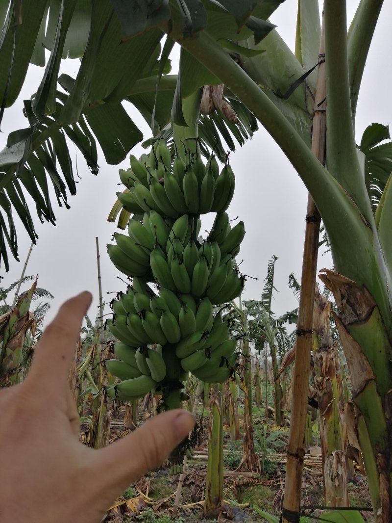 粉蕉