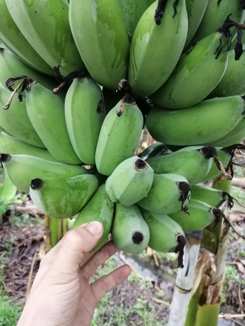 粉蕉