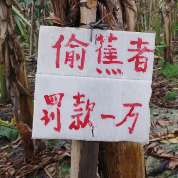 粉蕉