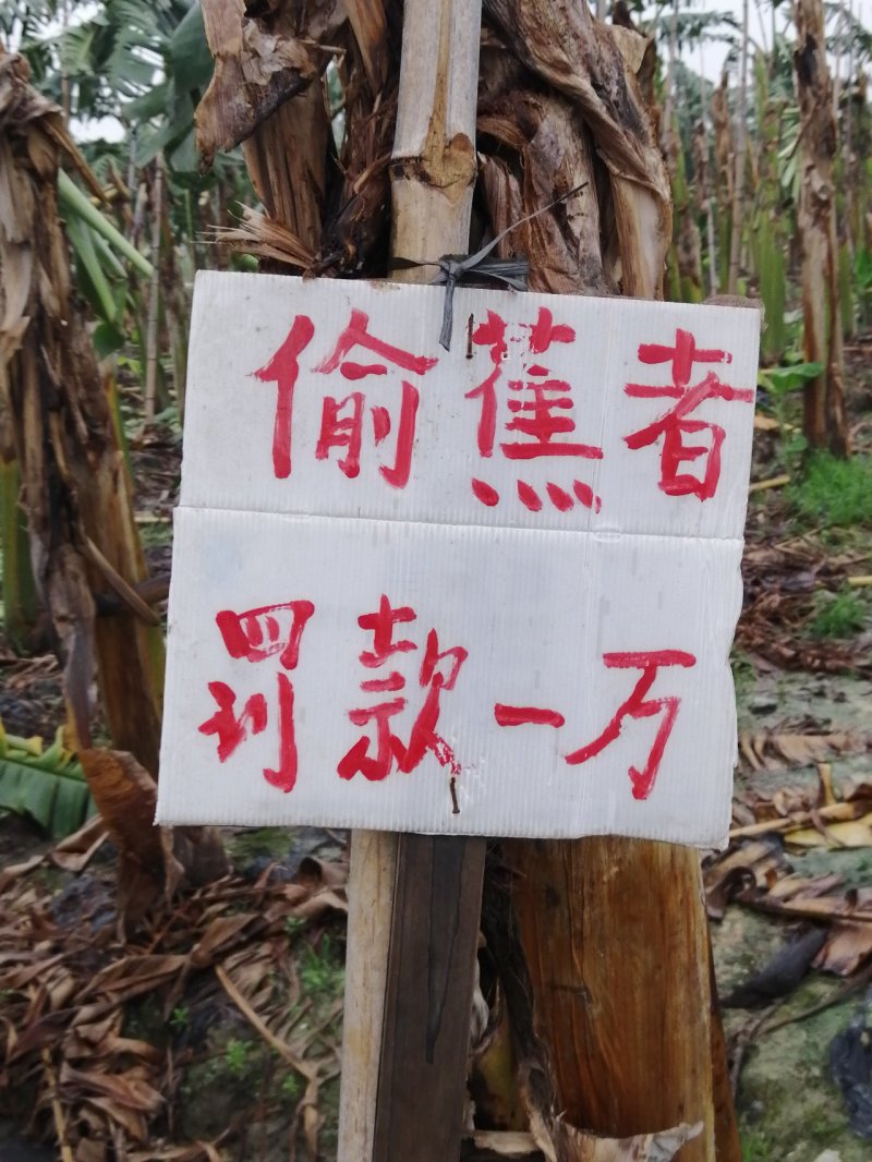 粉蕉