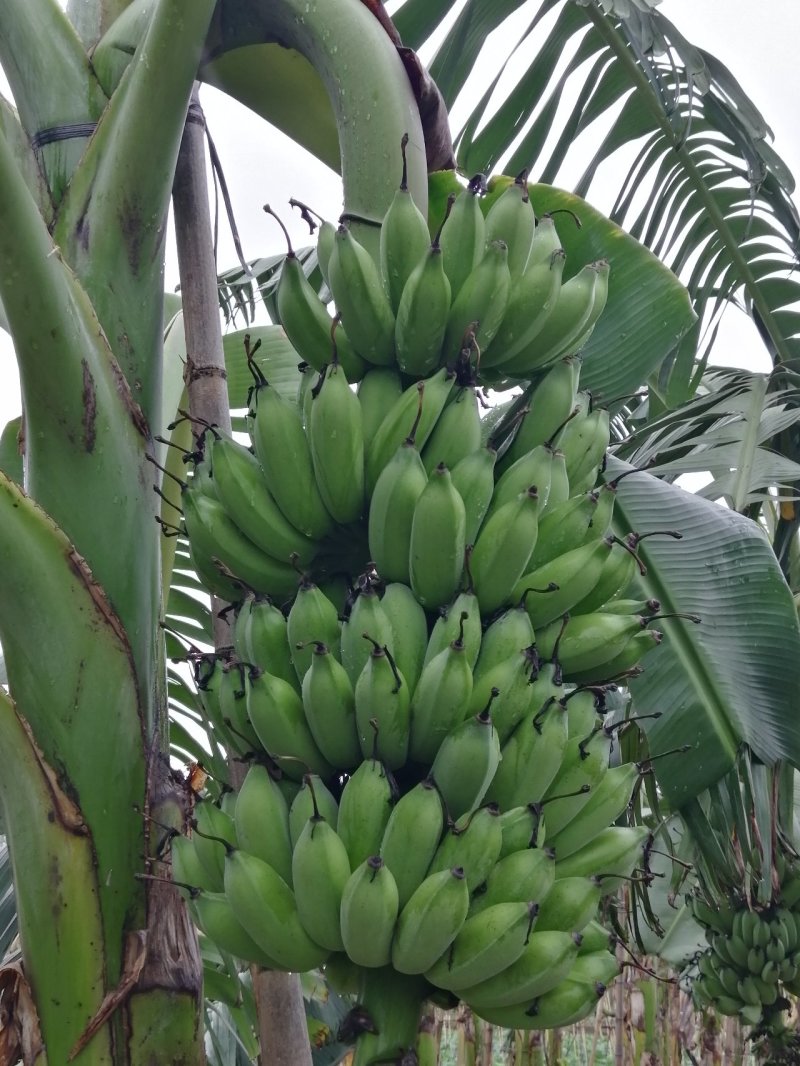 粉蕉