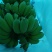 苹果蕉