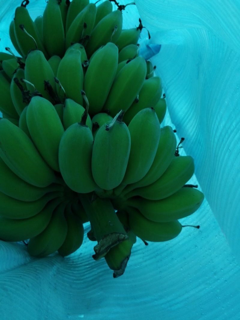 苹果蕉