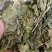 桑叶颜色绿药用中药材干货无硫熏一公斤起发货