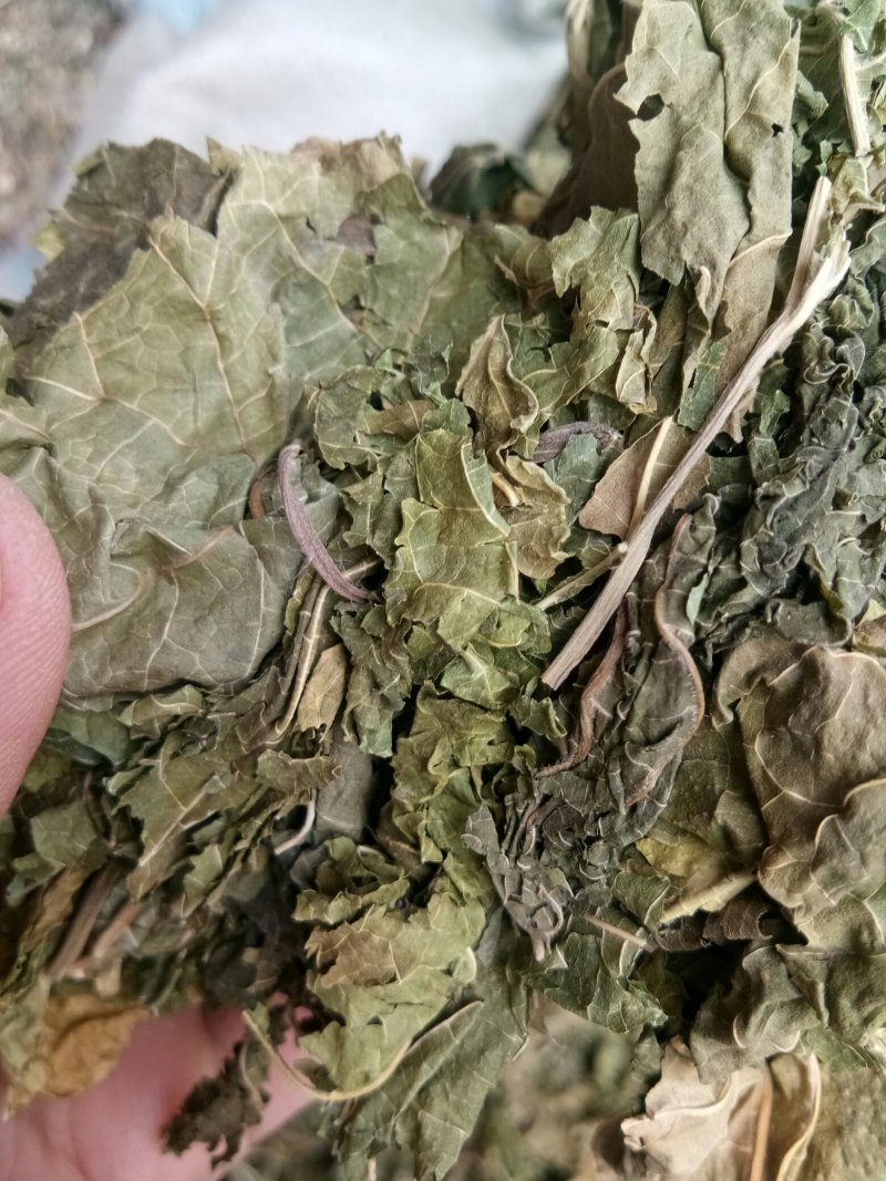 桑叶颜色绿药用中药材干货无硫熏一公斤起发货