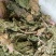 桑叶颜色绿药用中药材干货无硫熏一公斤起发货