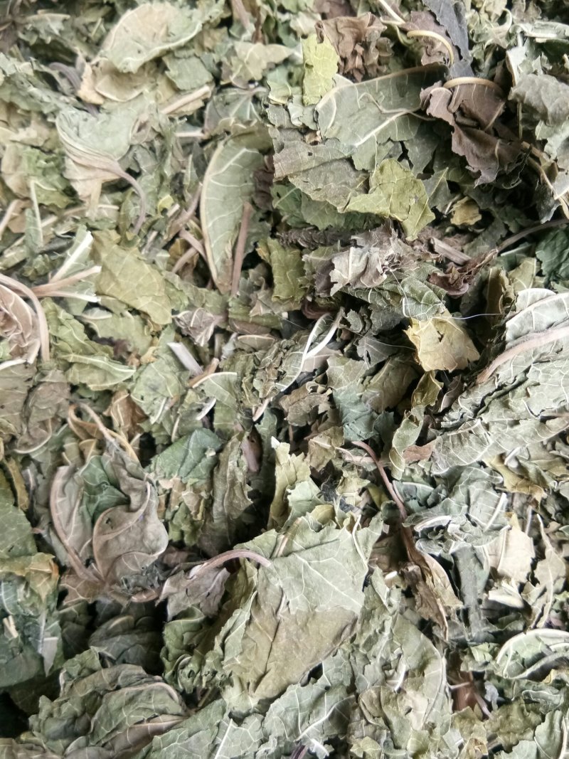 桑叶颜色绿药用中药材干货无硫熏一公斤起发货