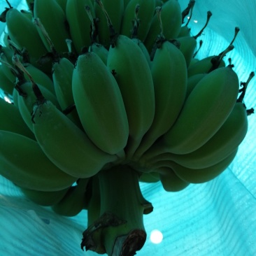 苹果蕉
