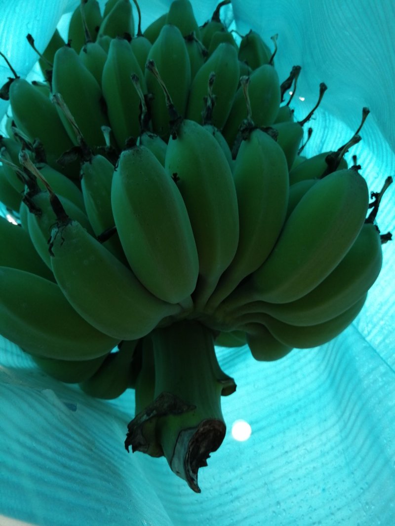 苹果蕉