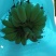 苹果蕉