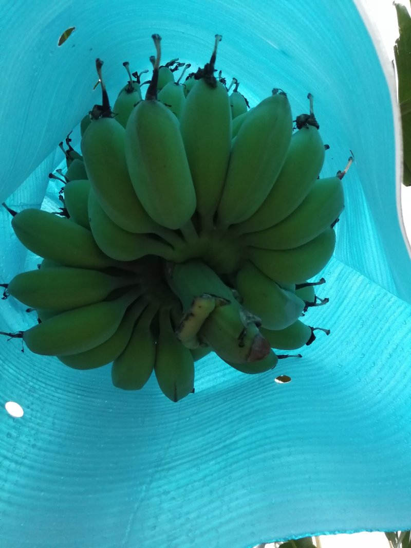 苹果蕉