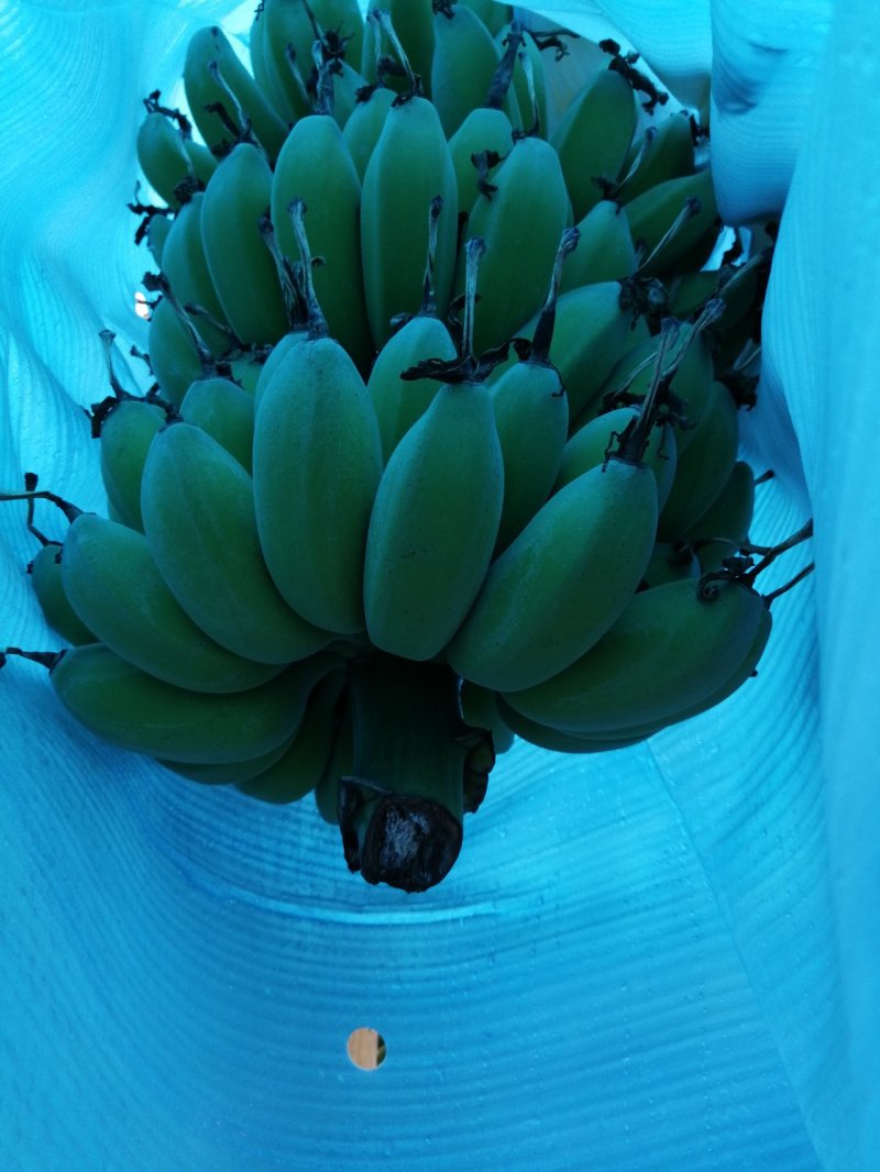苹果蕉