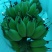 苹果蕉