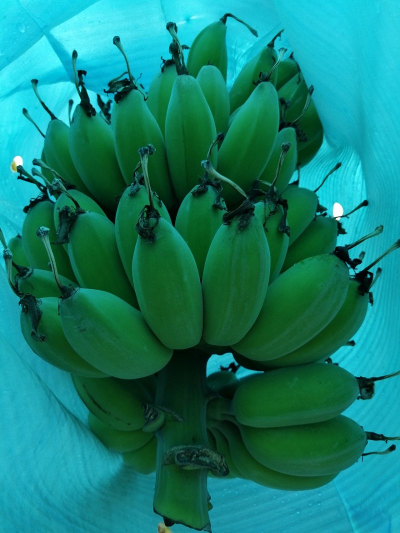 苹果蕉