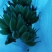 苹果蕉