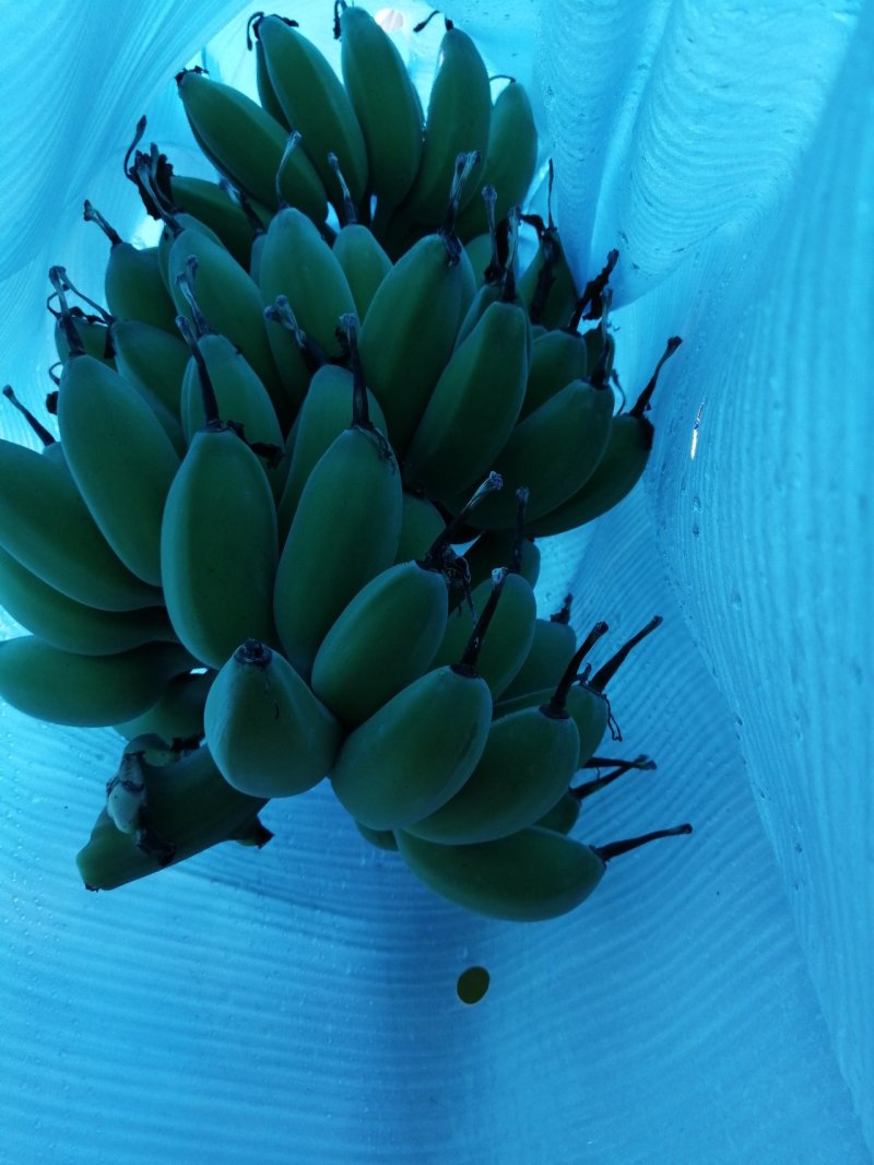 苹果蕉