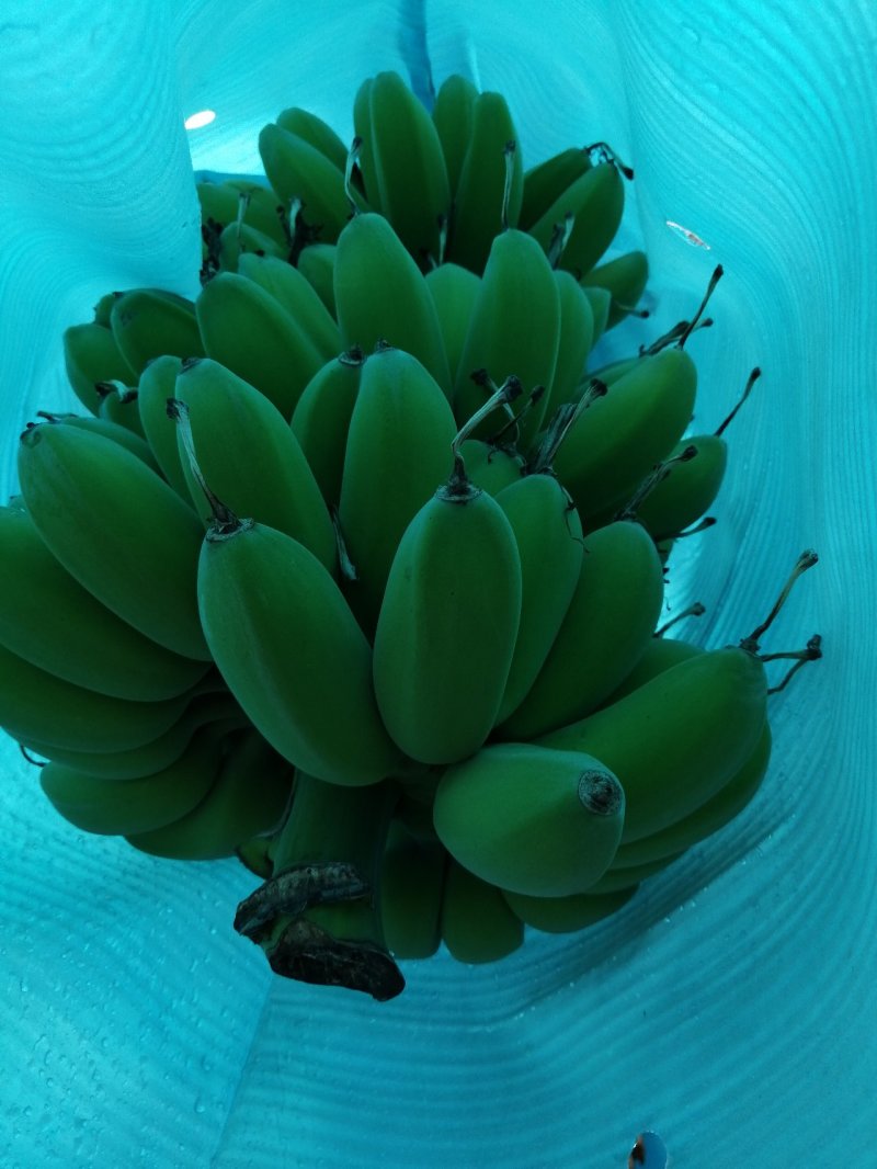 苹果蕉