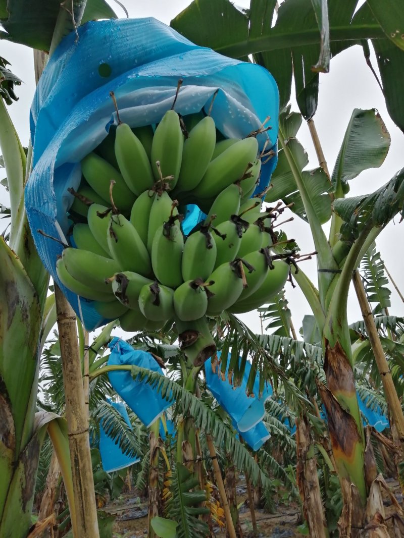 苹果蕉