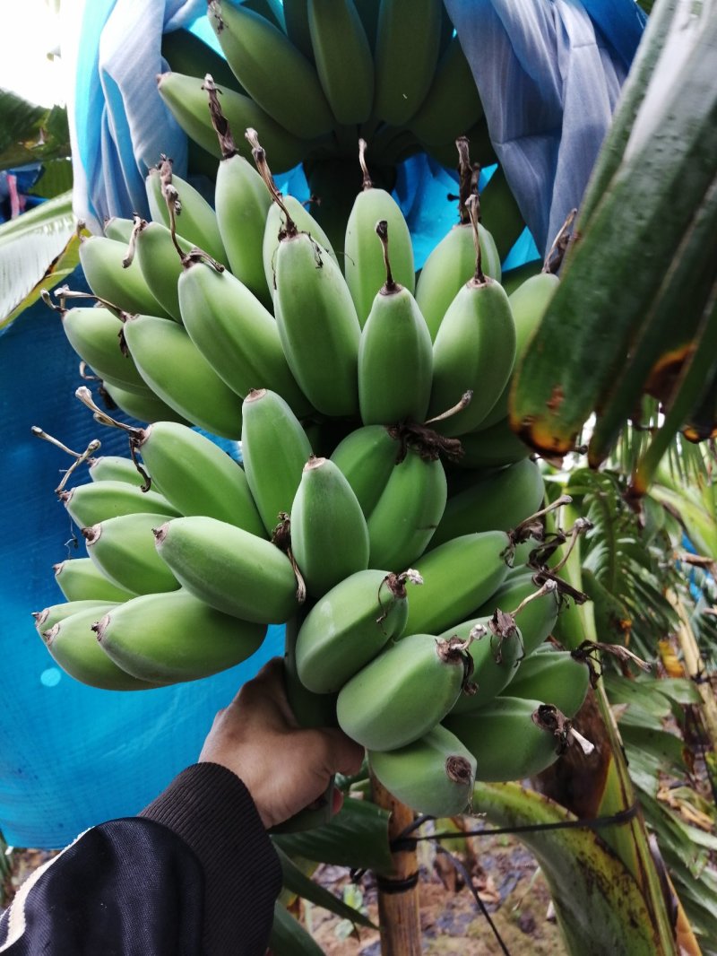 苹果蕉