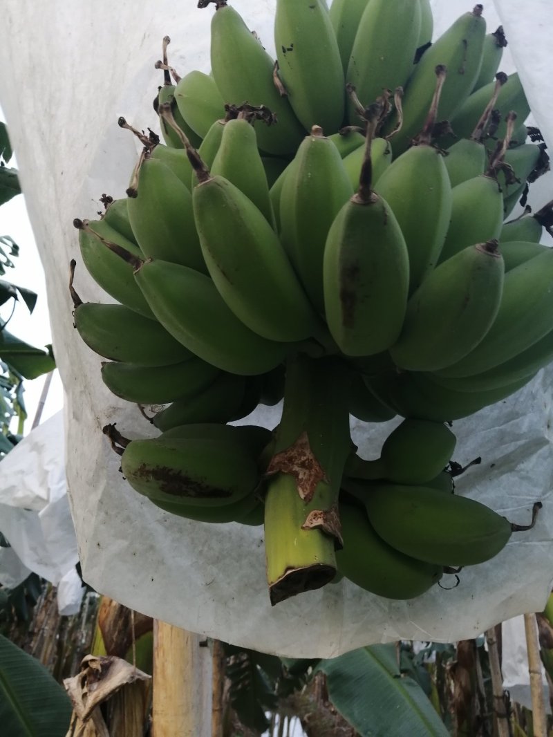 苹果蕉