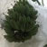 苹果蕉