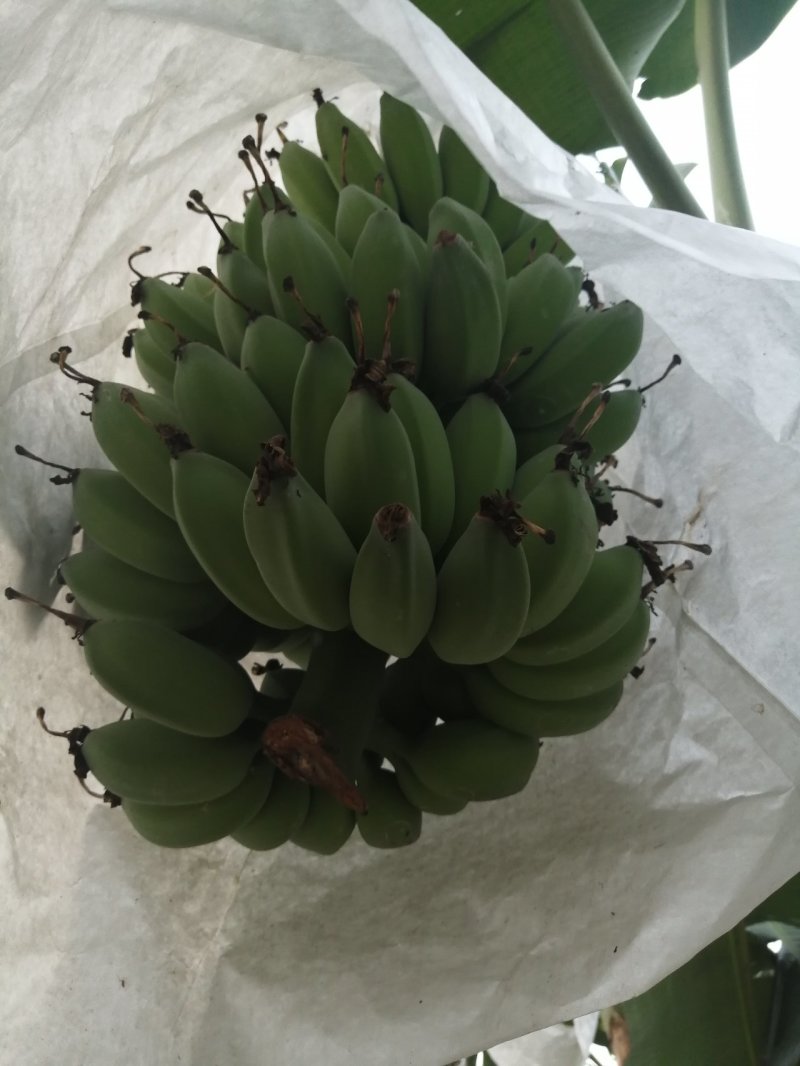 苹果蕉