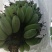苹果蕉
