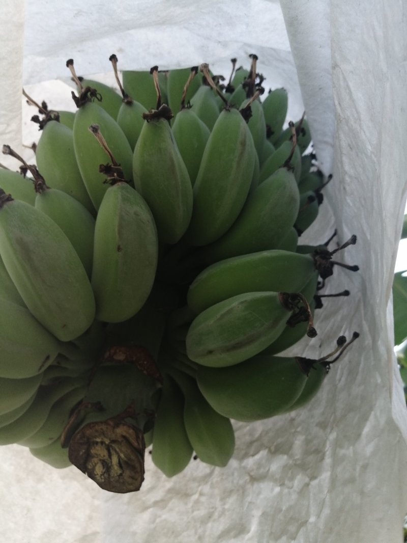 苹果蕉