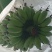 苹果蕉