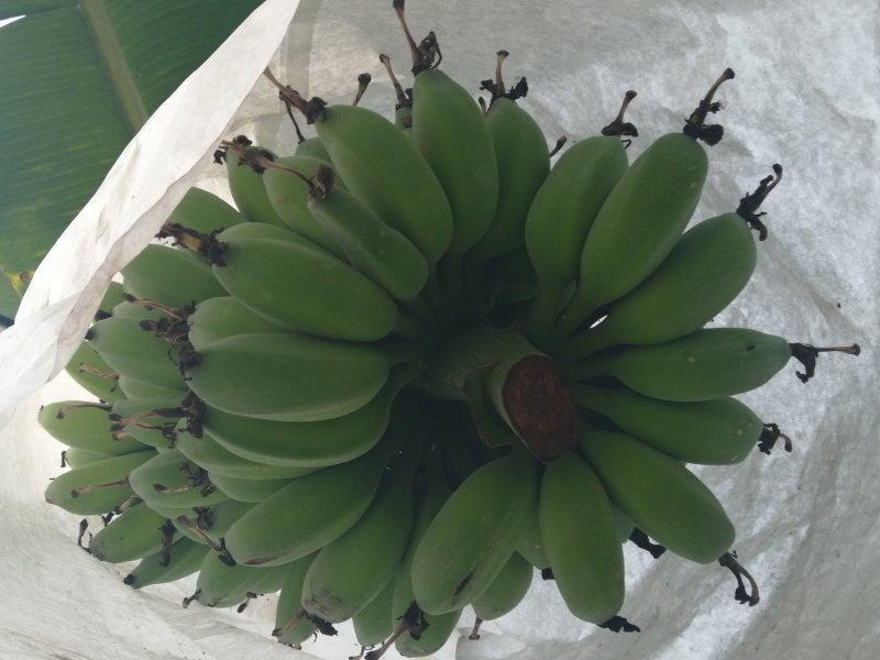 苹果蕉
