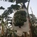 苹果蕉