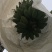 苹果蕉