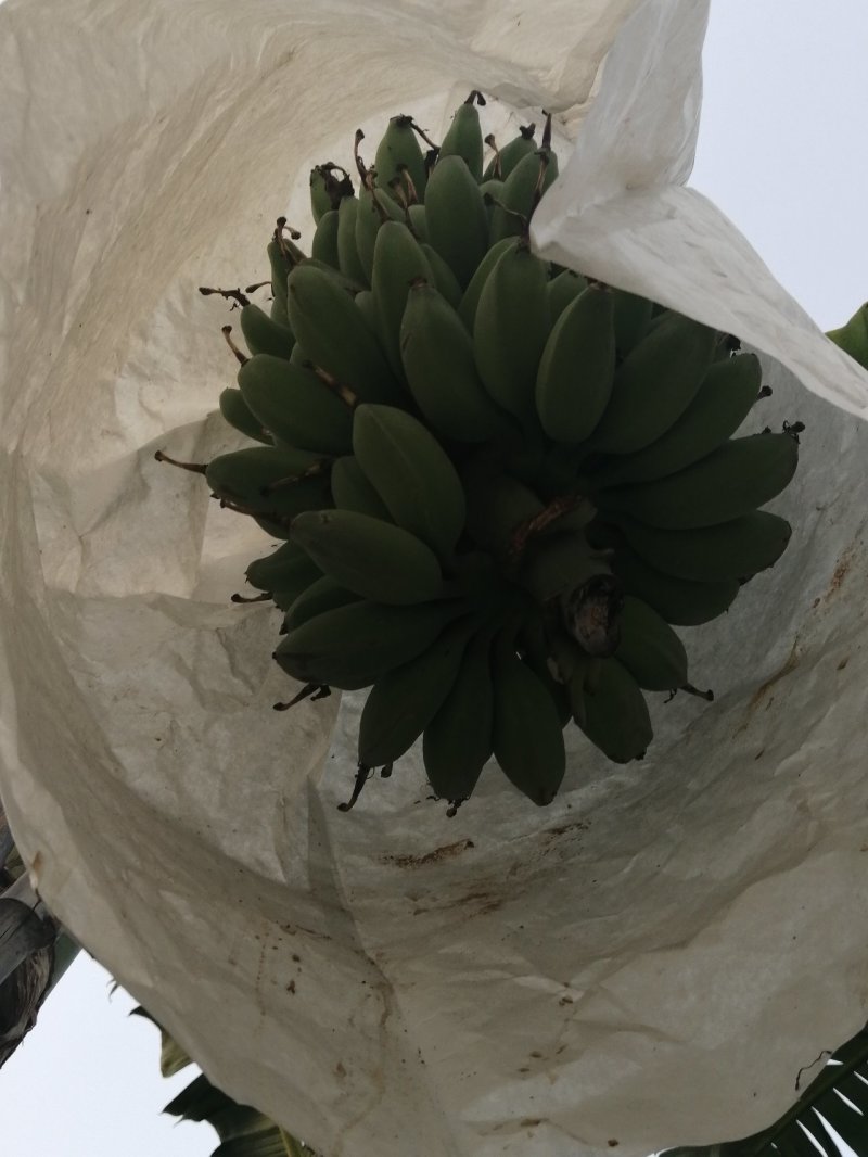 苹果蕉
