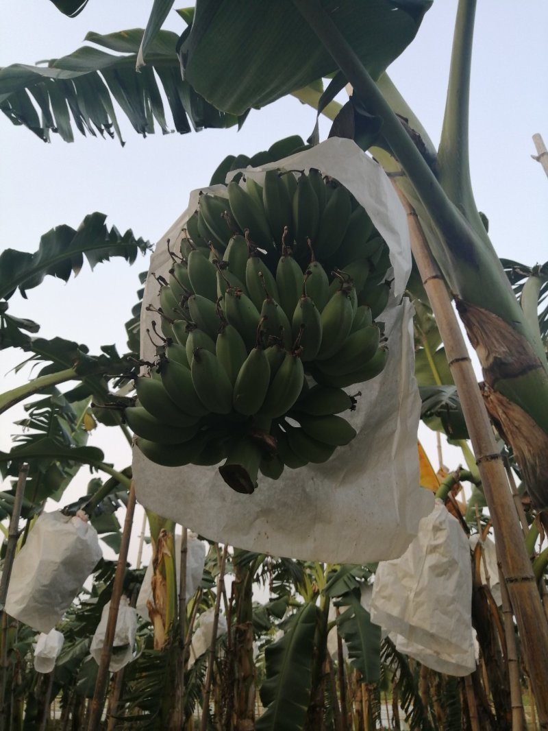 苹果蕉