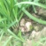 韭菜