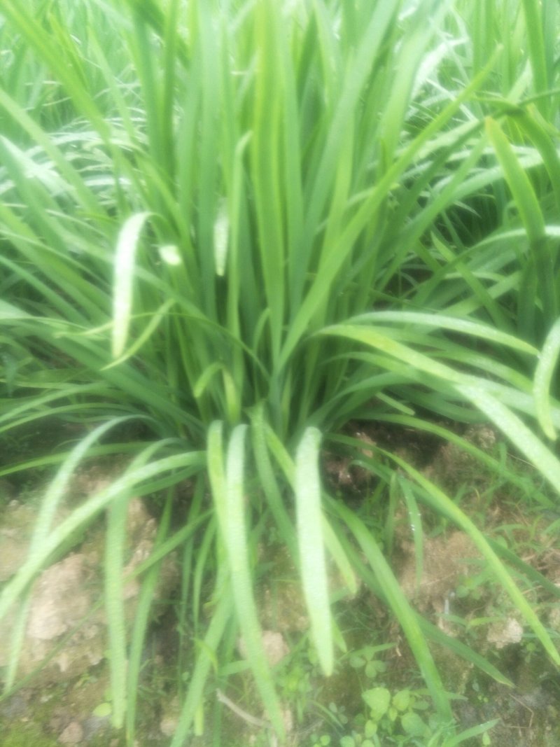 韭菜