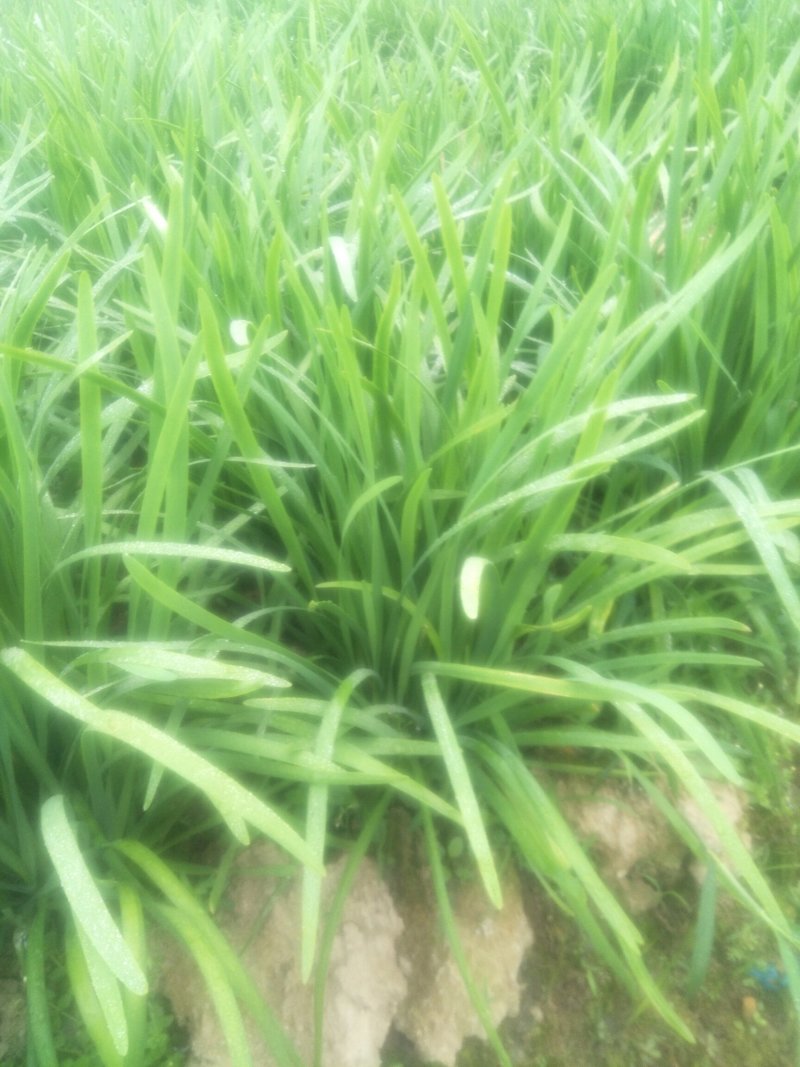 韭菜