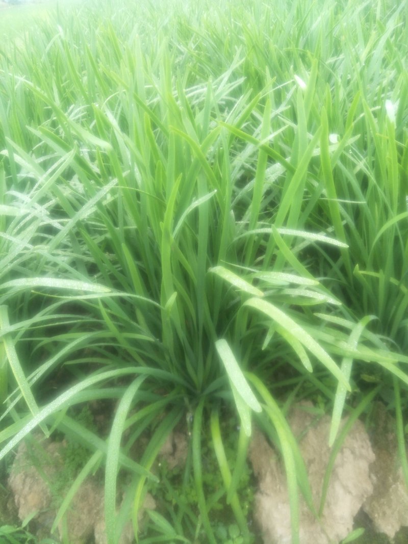 韭菜