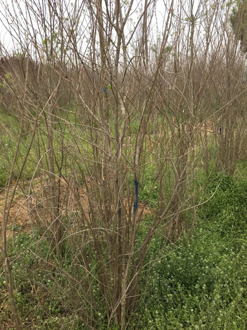 紫薇，花石榴，紫荆