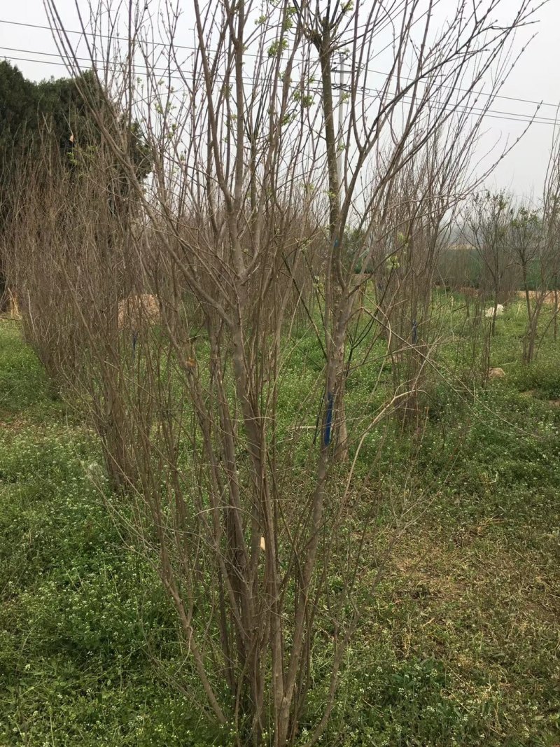 紫薇，花石榴，紫荆