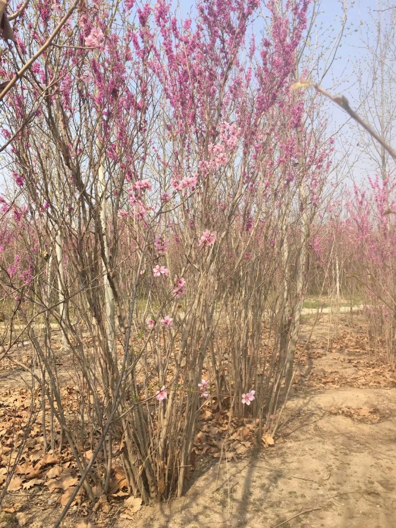丛生紫荆