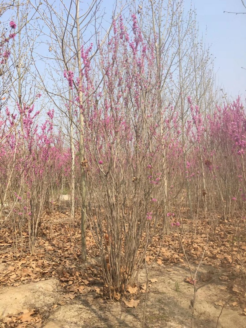 丛生紫荆