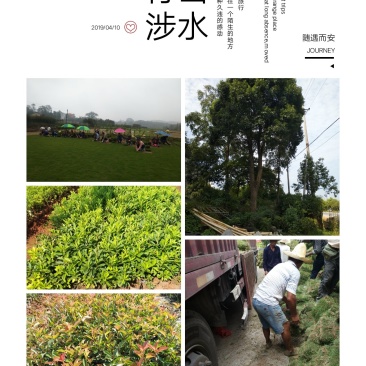 我，郴州市苏仙区清江花卉苗木草皮种植专业合作社大量出售各
