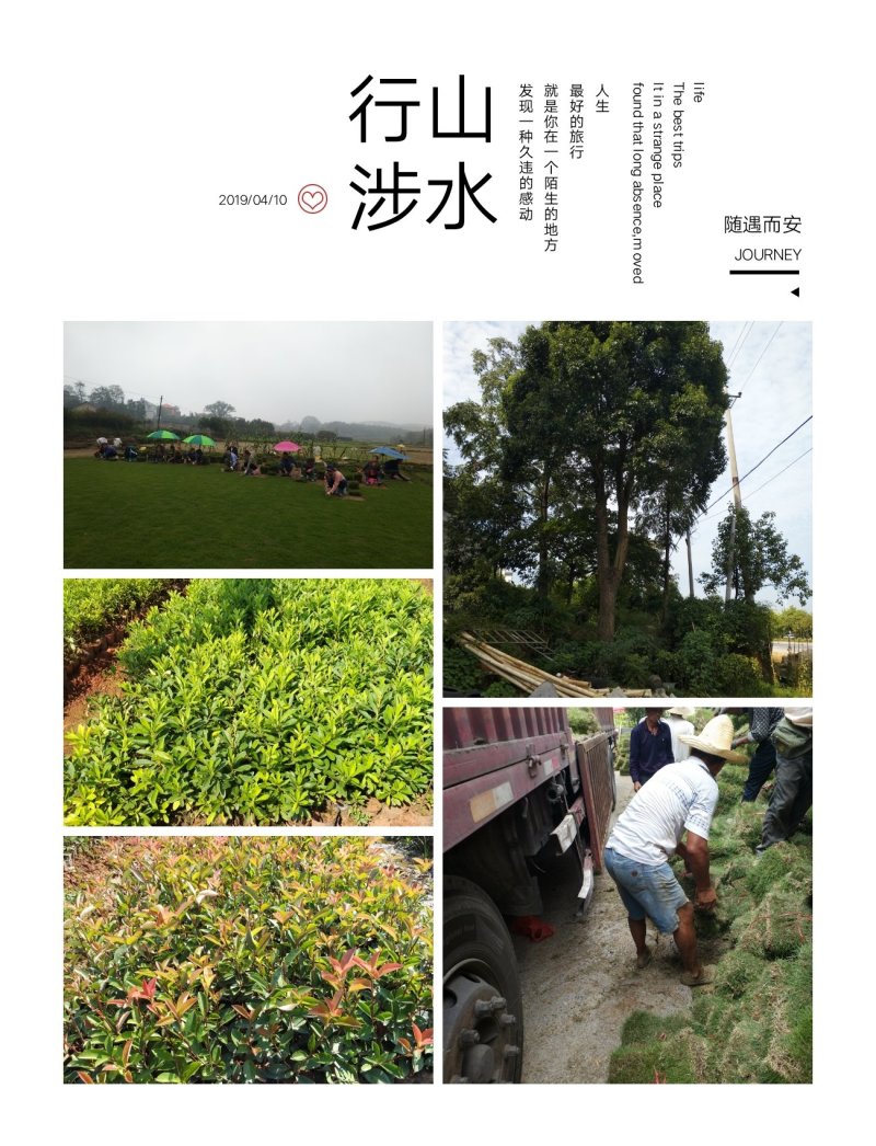我，郴州市苏仙区清江花卉苗木草皮种植专业合作社大量出售各