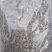 多刺绿绒蒿绿绒蒿