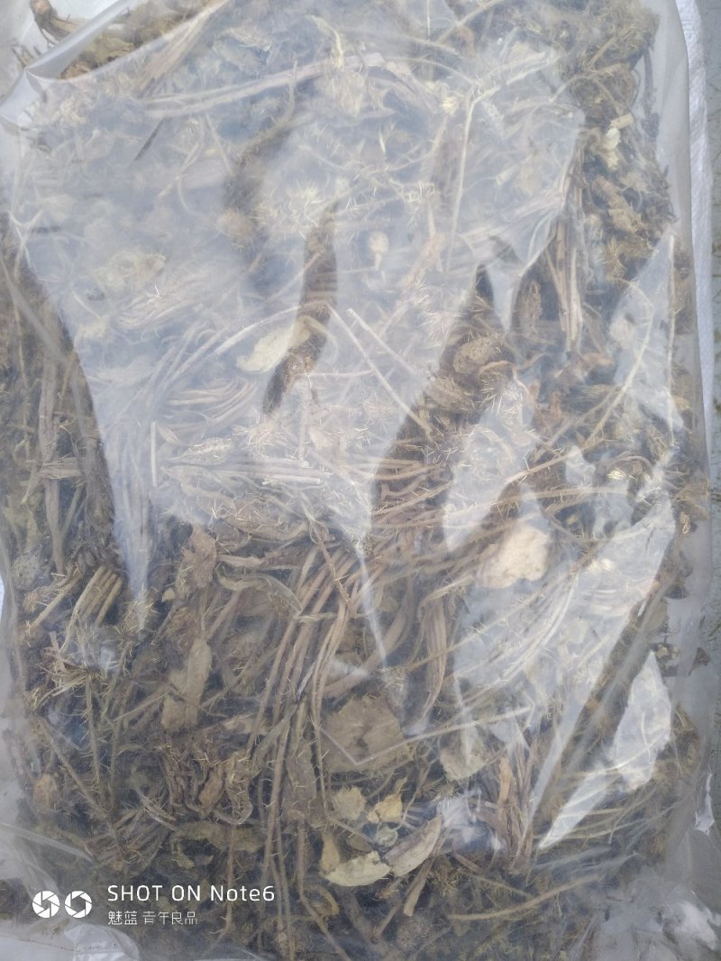 多刺绿绒蒿绿绒蒿