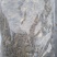 多刺绿绒蒿绿绒蒿