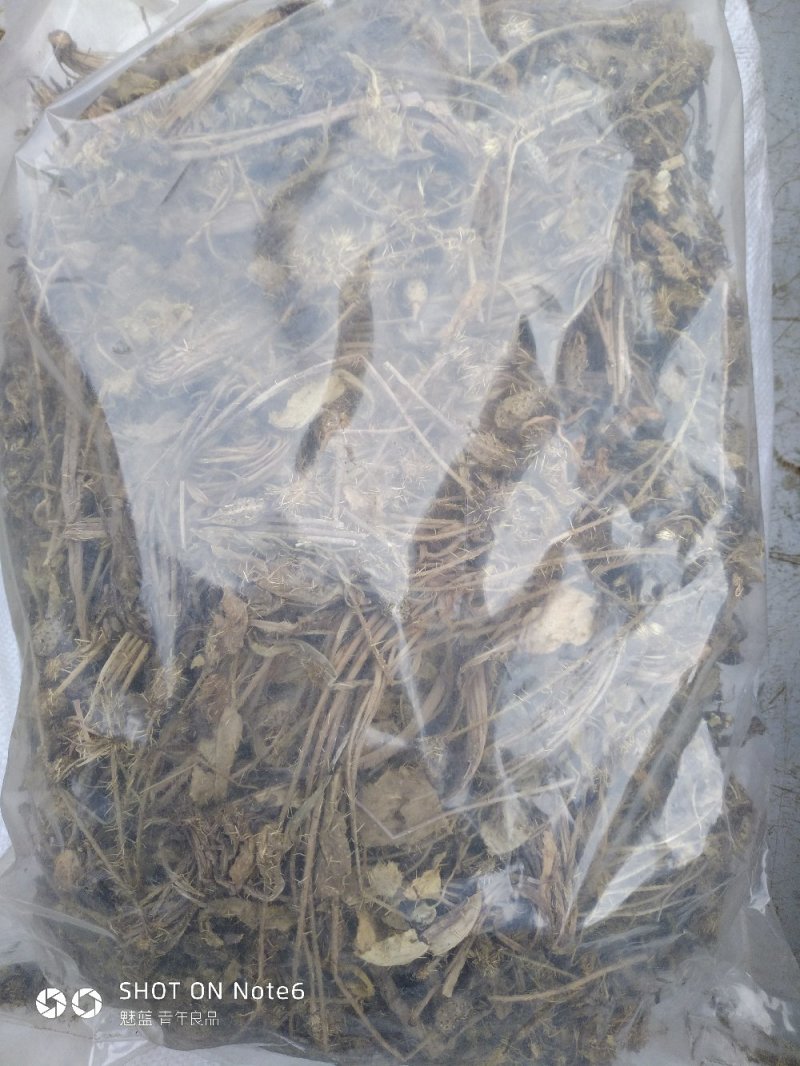多刺绿绒蒿绿绒蒿