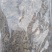 多刺绿绒蒿绿绒蒿